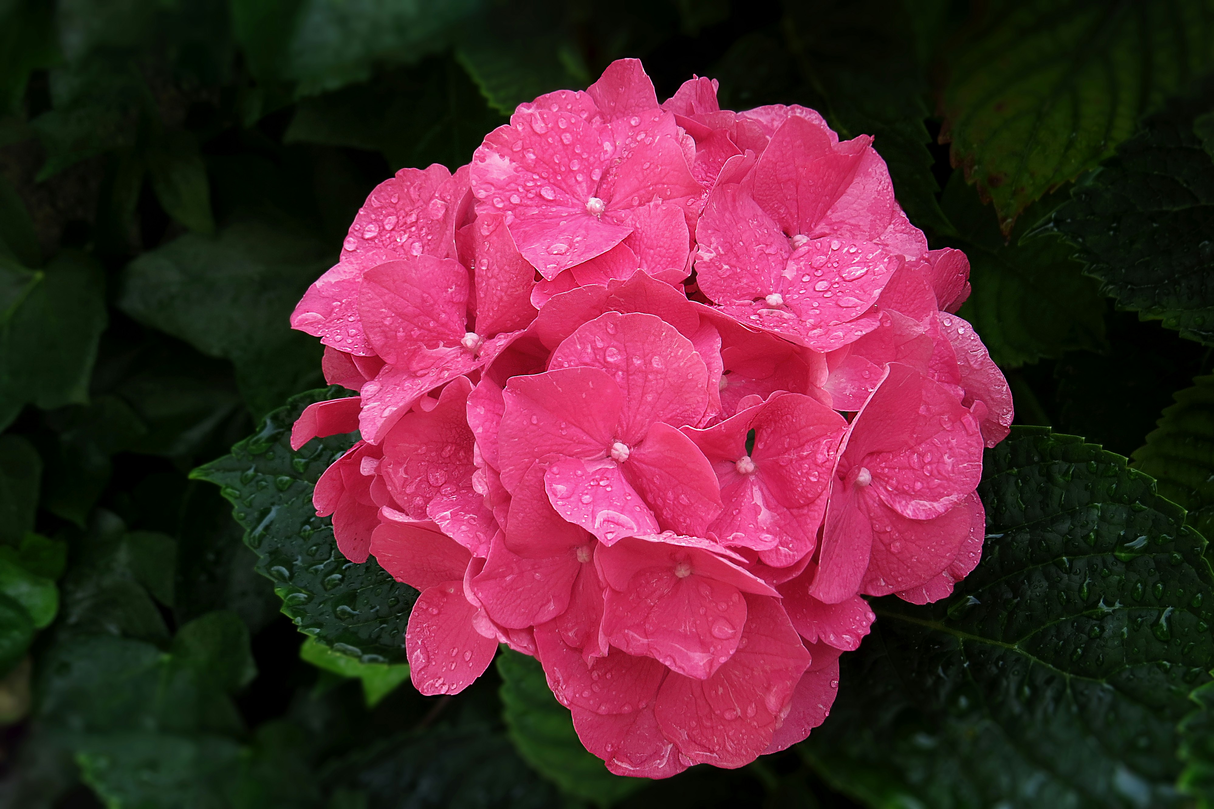 pink flower with green leaves